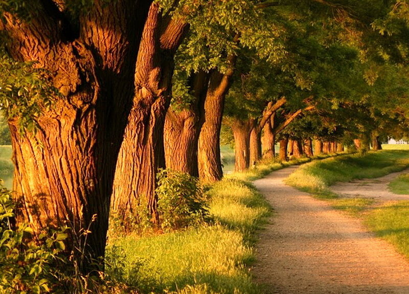 Tree-lined Dirt Path — Green, Serene