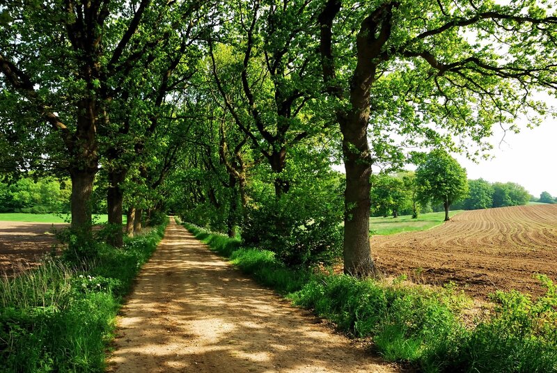 Tree-lined dirt path in countryside