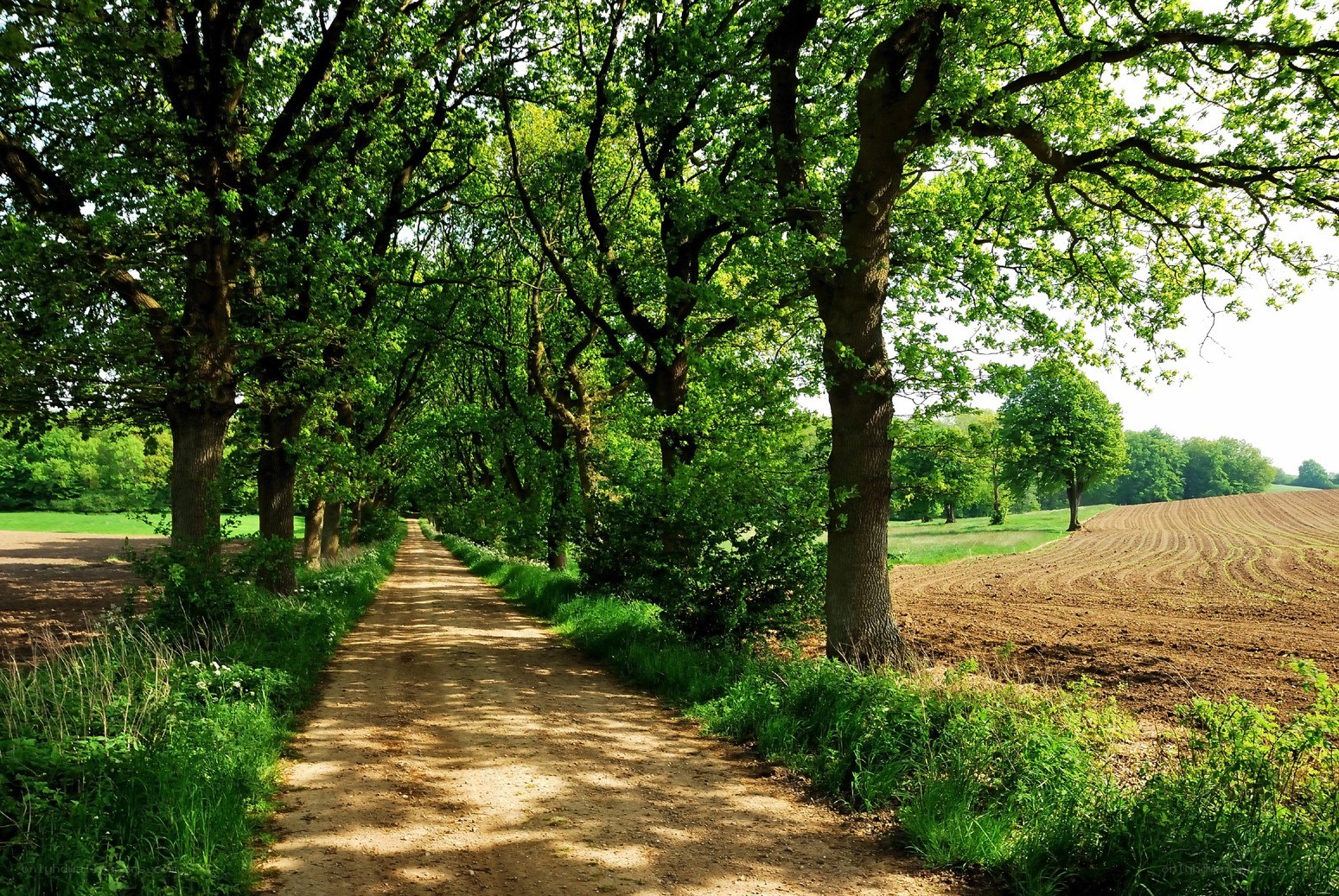 Tree-lined dirt path in countryside