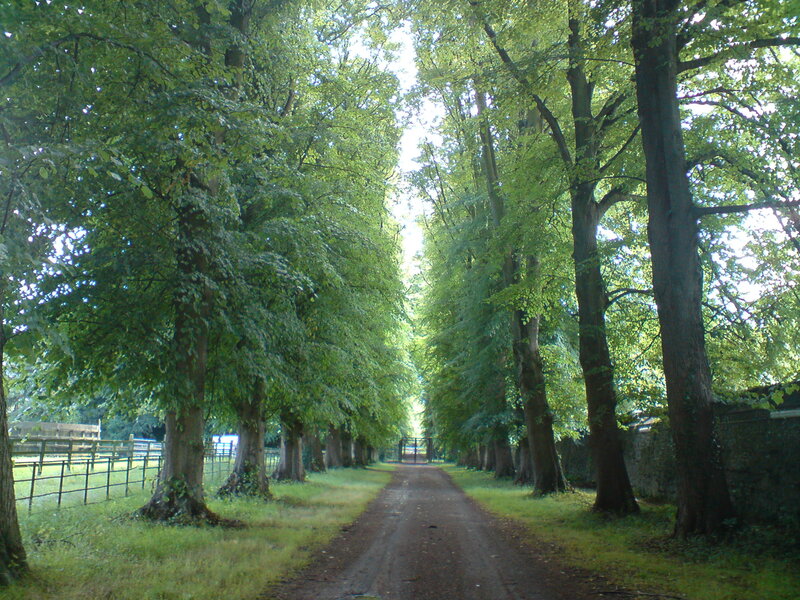 tree-lined dirt path