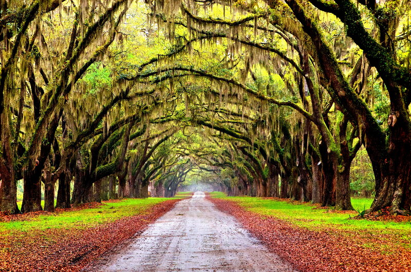 Tree-lined Dirt Road — Green, Serene, Autumn, Photograph