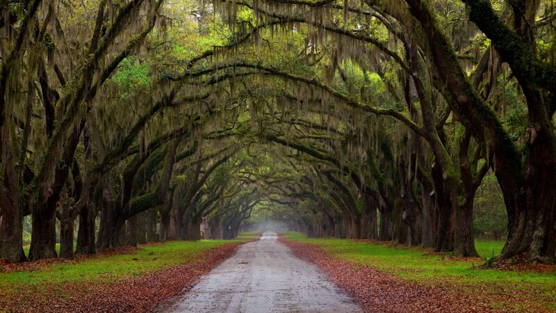 Tree-lined Dirt Road — Green, Serene, Autumn