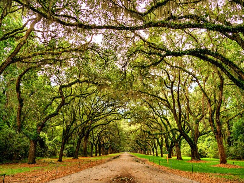 Tree-lined Dirt Road — Green, Serene