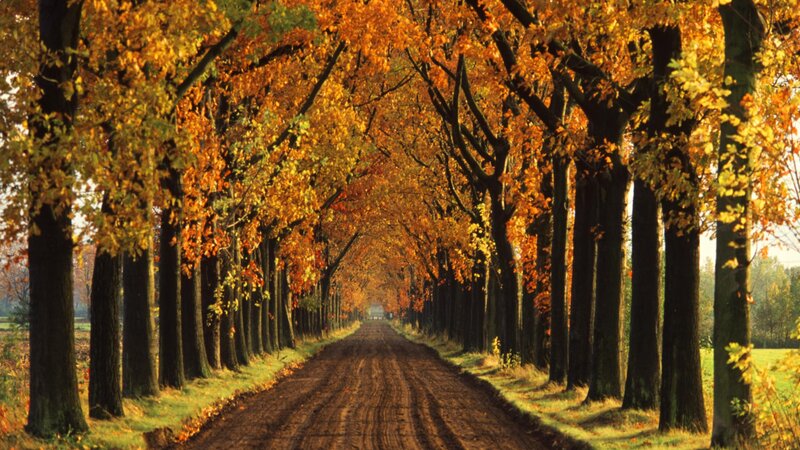Tree-lined Dirt Road — Orange, Serene
