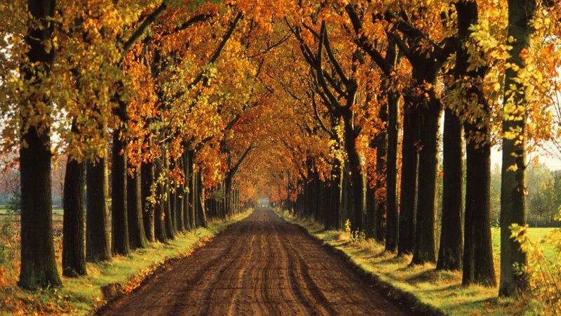 Tree-lined Dirt Road — Orange