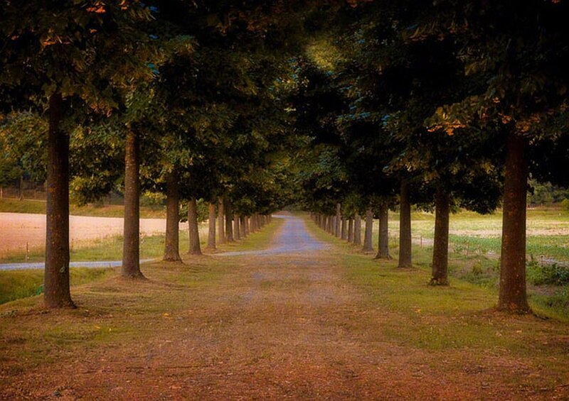 Tree-lined Dirt Road