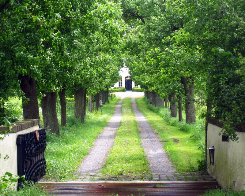 Tree-lined Driveway — Green, Serene