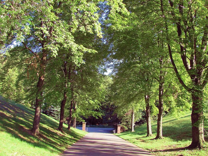 Tree-lined Driveway — Green