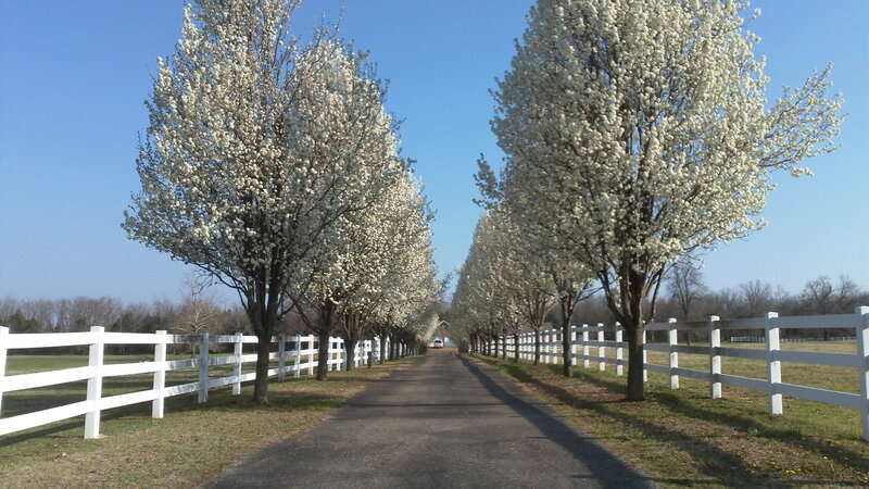 Tree-lined Driveway