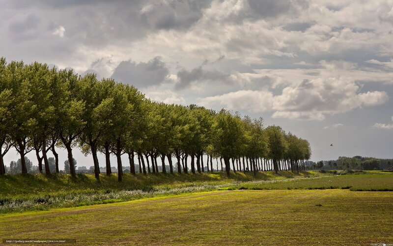 Tree-lined field under cloudy sky