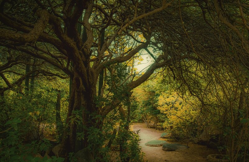 Tree-lined Forest Path — Green, Serene, Afternoon, Photograph