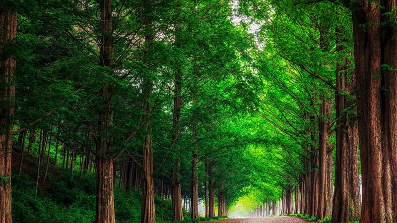 Tree-lined Forest Path — Green, Serene, Afternoon, Photograph, Trees, Canopy