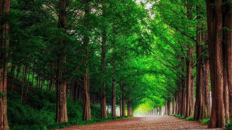 Tree-lined Forest Path — Green, Serene, Afternoon, Photograph, Trees, Greenery
