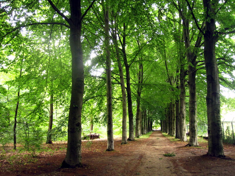 Tree-lined Forest Path — Green, Serene, Afternoon, Photograph, Trees