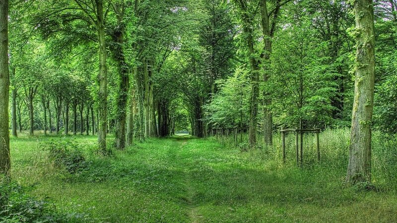 Tree-lined Forest Path — Green, Serene, Afternoon