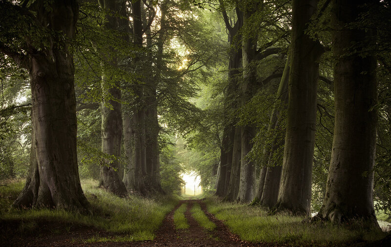 Tree-lined Forest Path — Green, Serene