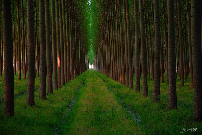 Tree-lined Forest Path — Green