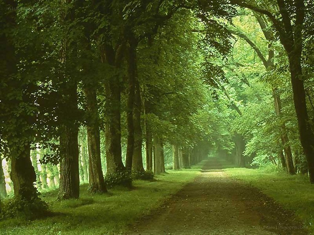 Tree-lined forest path