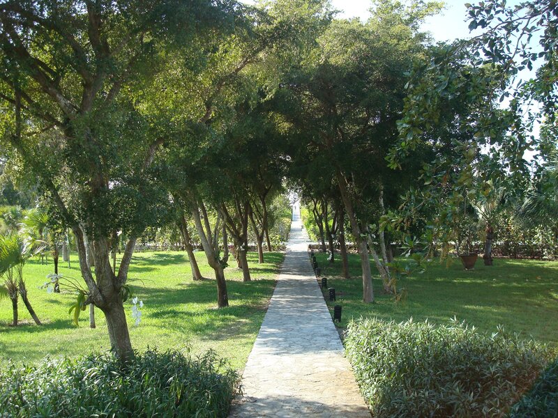tree-lined garden path