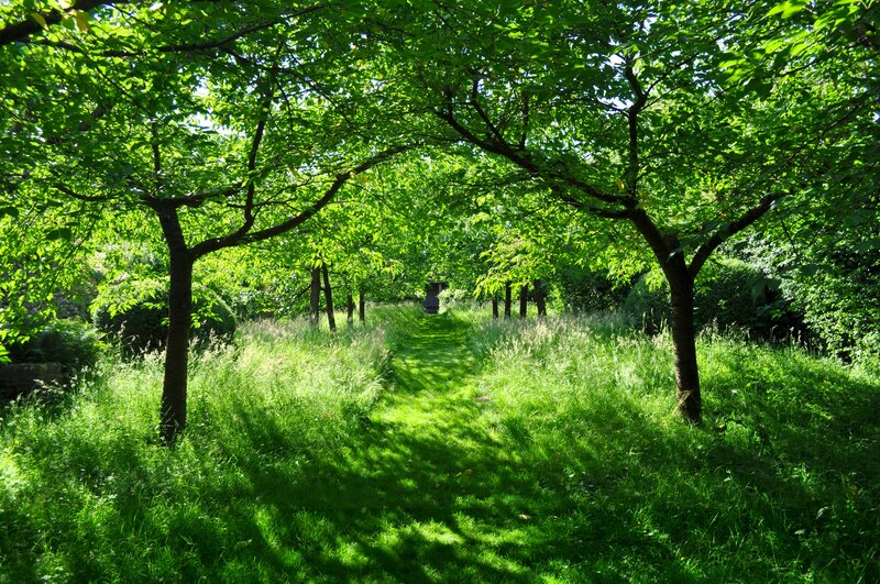 Tree-lined Garden Path — Green, Serene, Afternoon