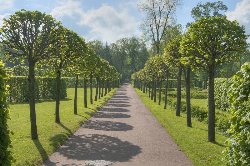 Tree-lined Garden Path — Green, Serene