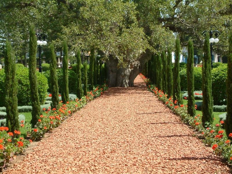 Tree-lined Garden Path — Green