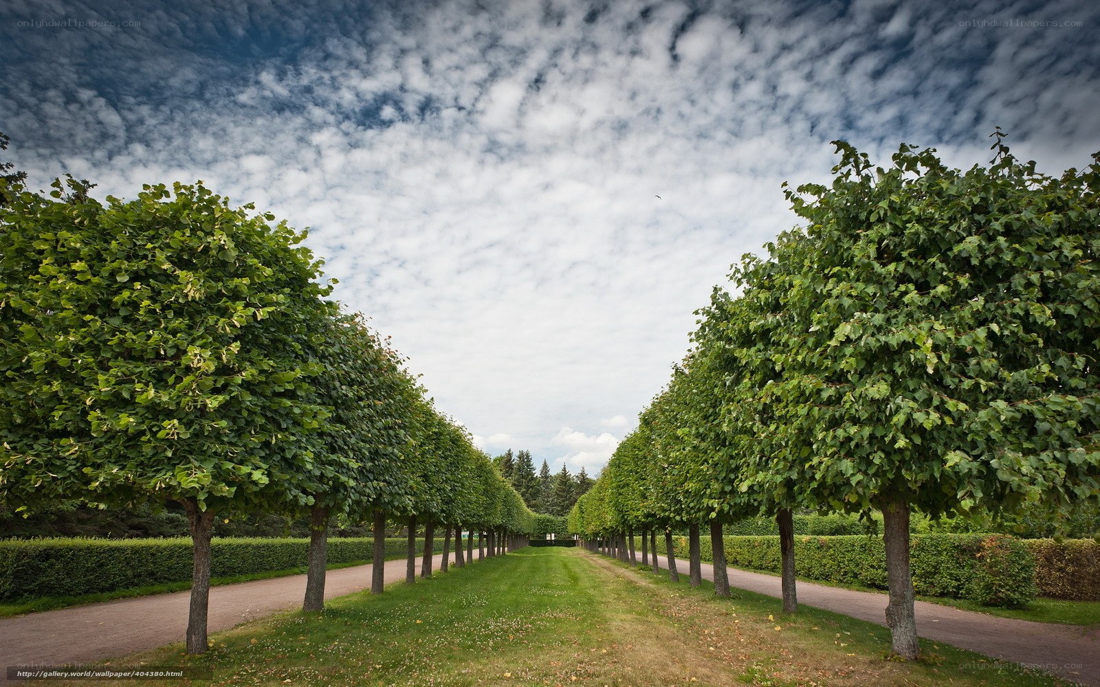 Tree-lined garden path