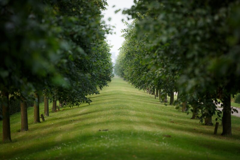 Tree-lined Grass Path — Green, Serene