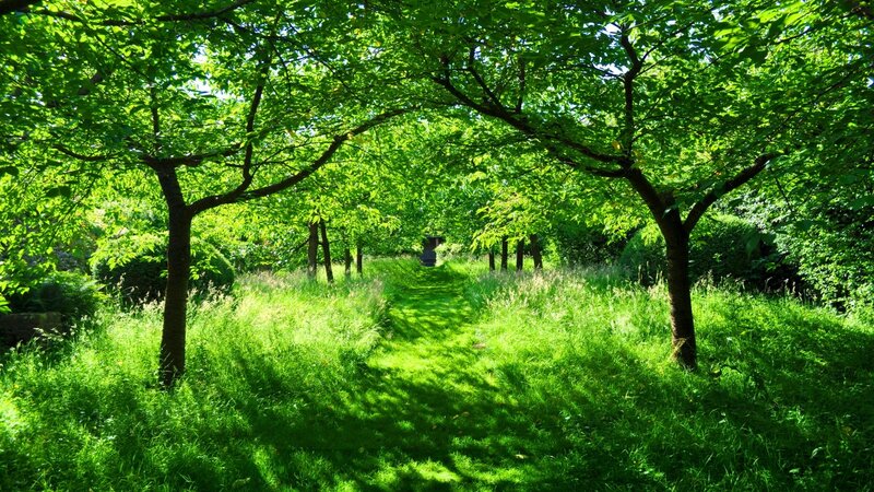 Tree-lined Grass Path — Green
