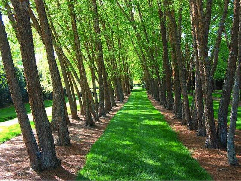 Tree-lined Grass Path