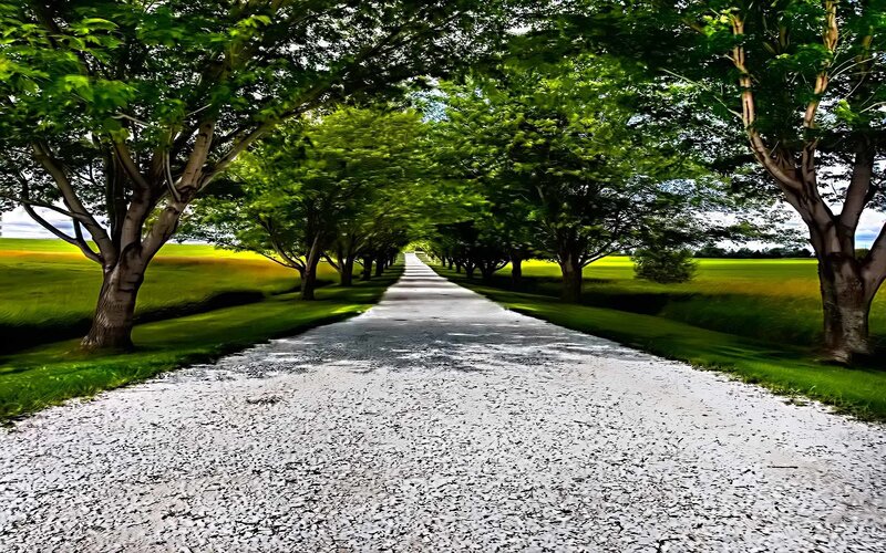tree-lined gravel path