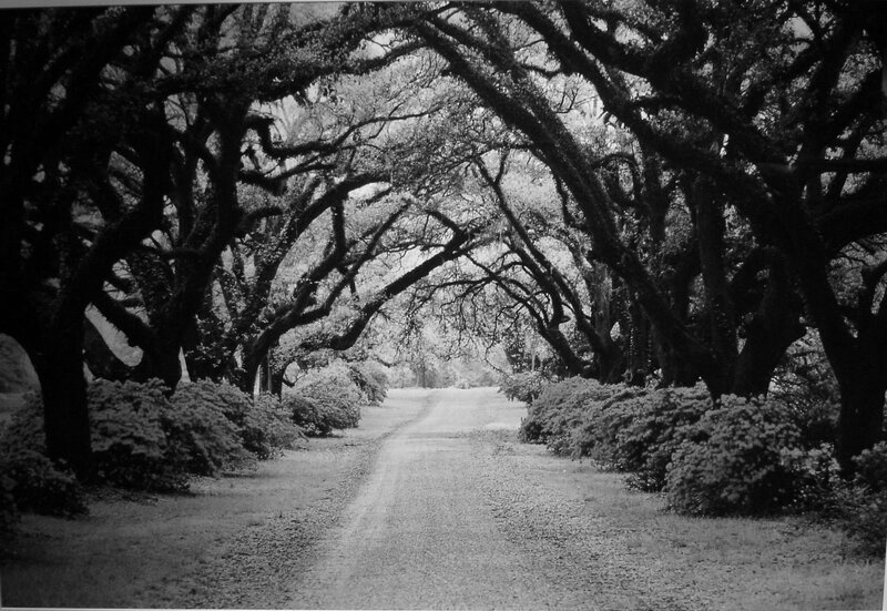 Tree-lined Gravel Path — Black