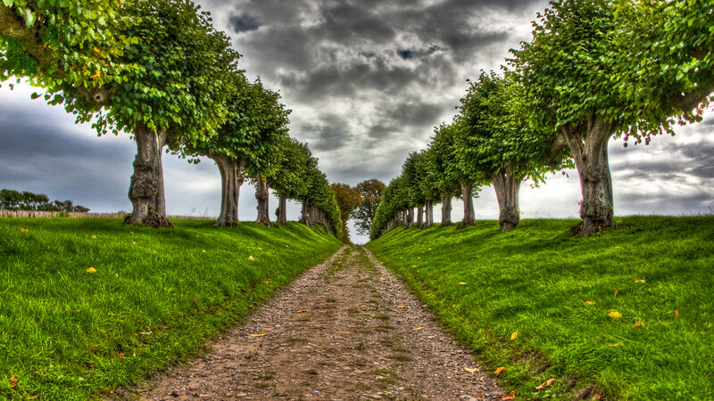 Tree-lined Gravel Path — Green, Dramatic