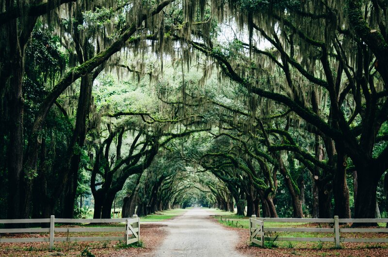 Tree-lined Gravel Path — Green, Serene, Afternoon