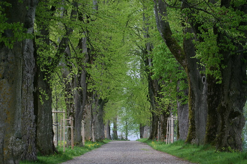 Tree-lined Gravel Path — Green, Serene, Spring, Photograph