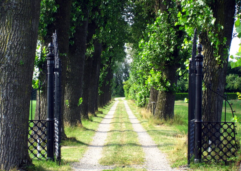 Tree-lined Gravel Path — Green, Serene