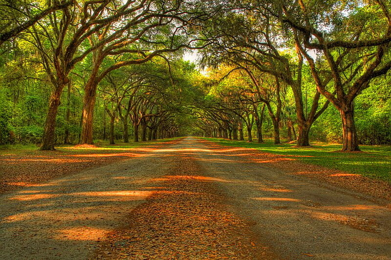 Tree-lined Gravel Road