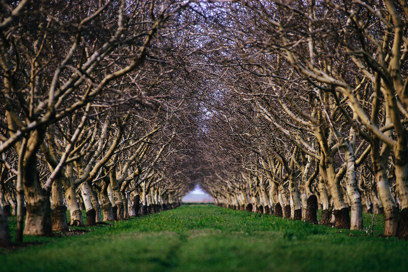 Tree-lined orchard path