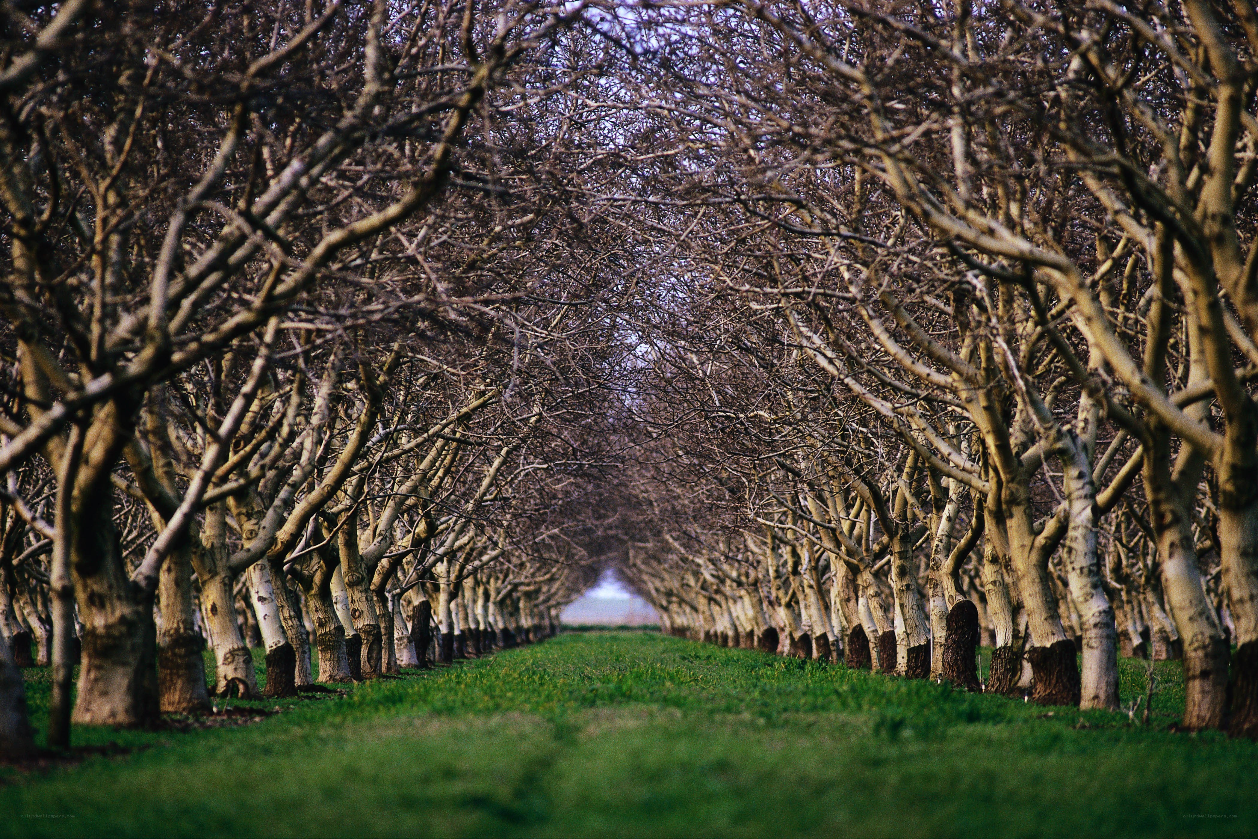 Tree-lined orchard path