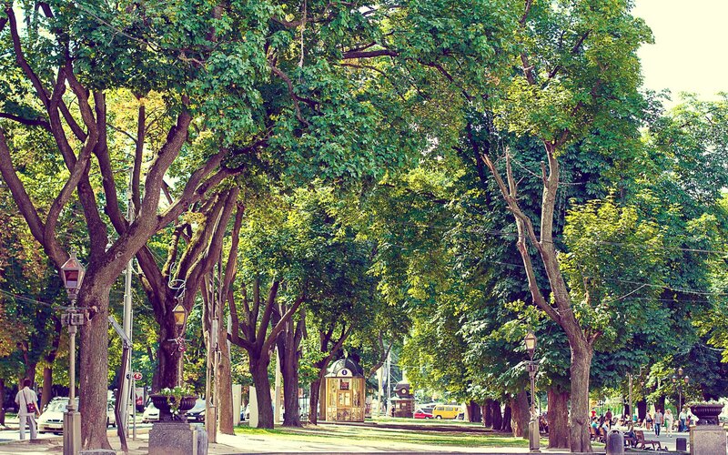 Tree-lined Park Avenue