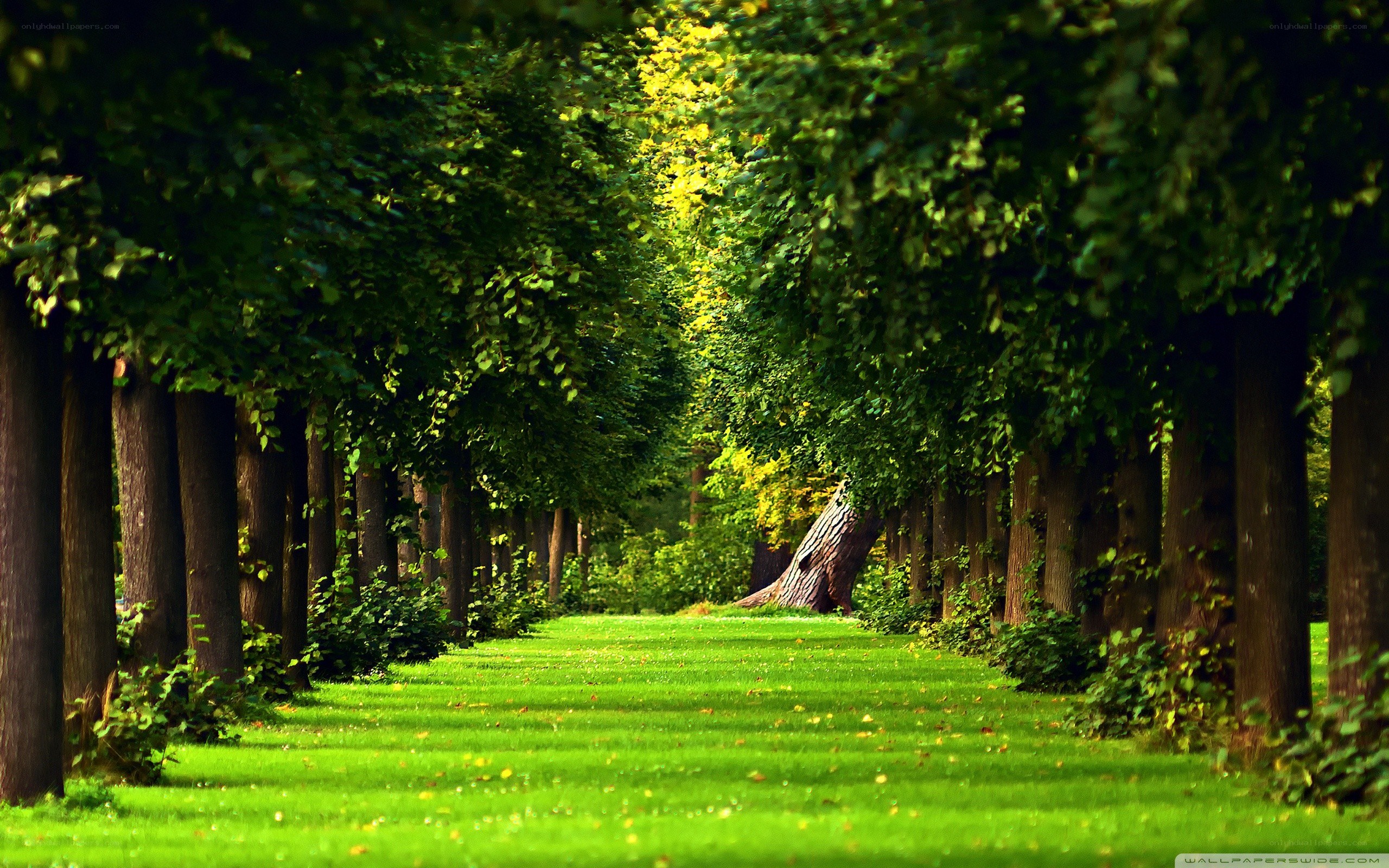 Tree-lined park path