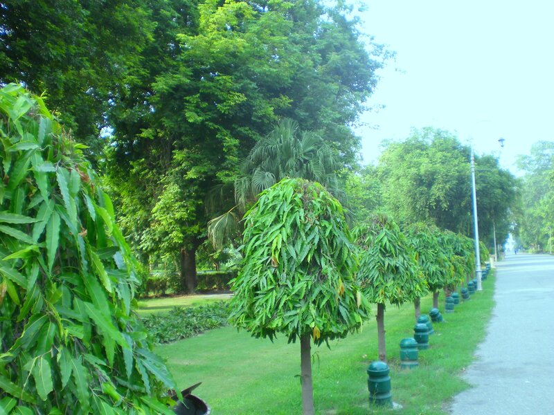 Tree-lined park path