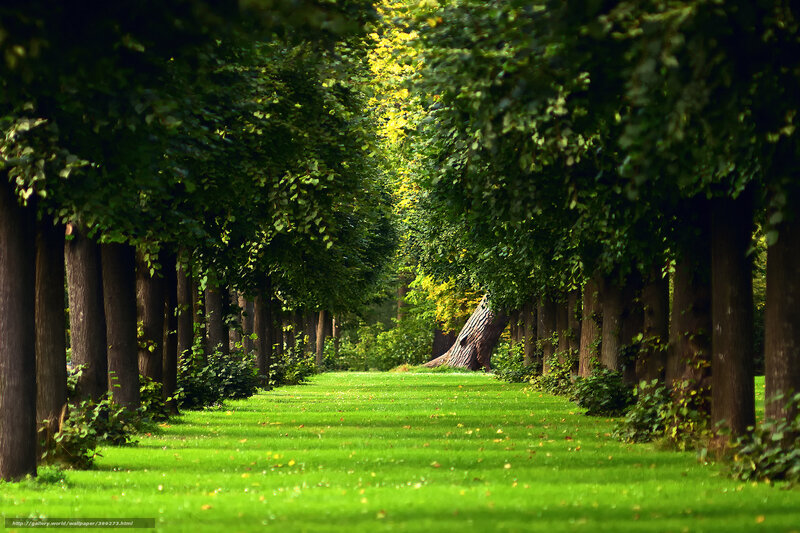 Tree-lined park path