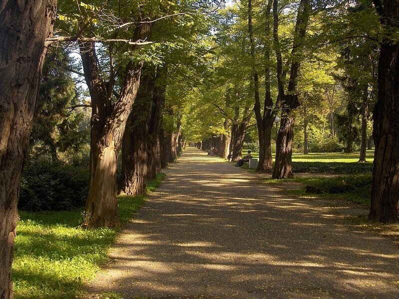 tree-lined park path
