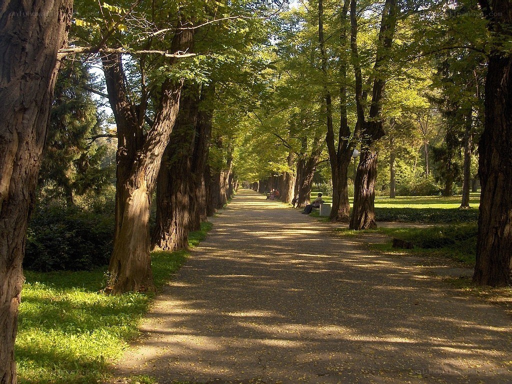 tree-lined park path