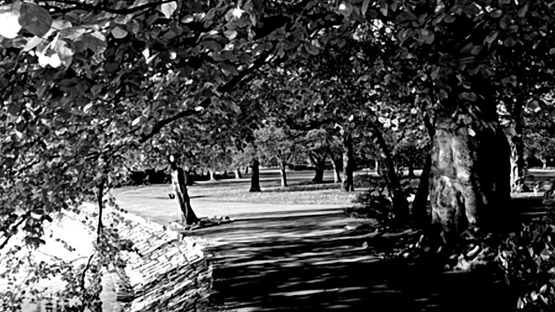 Tree-lined Park Path — Black