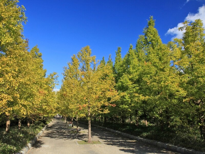 Tree-lined Park Path — Blue