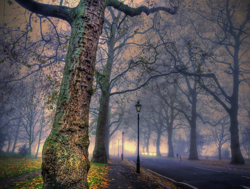 Tree-lined Park Path — Green, Misty