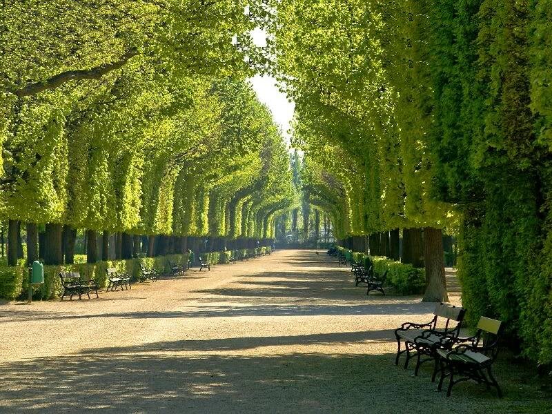 Tree-lined Park Path — Green, Serene, Afternoon, Photograph, Benches