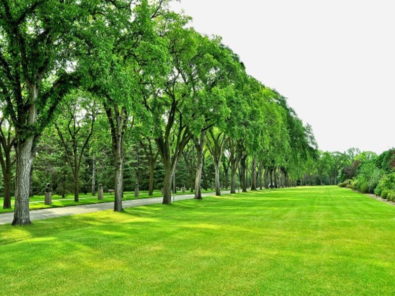 Tree-lined Park Path — Green, Serene, Afternoon, Photograph, Grass